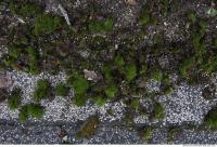 Photo Texture of Mossy 0002